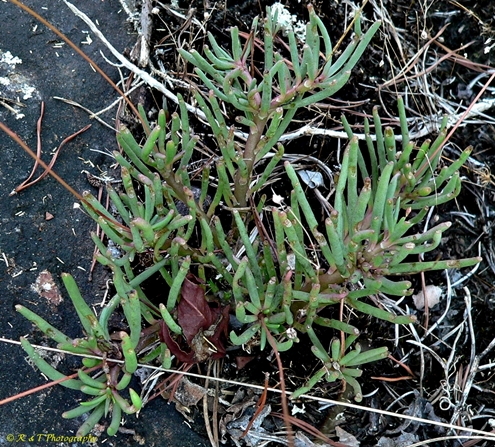 {Phemeranthus mengesii}